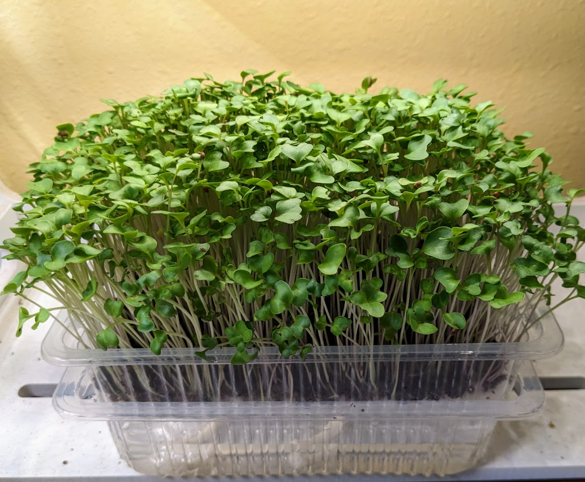 Microgreens Carpet