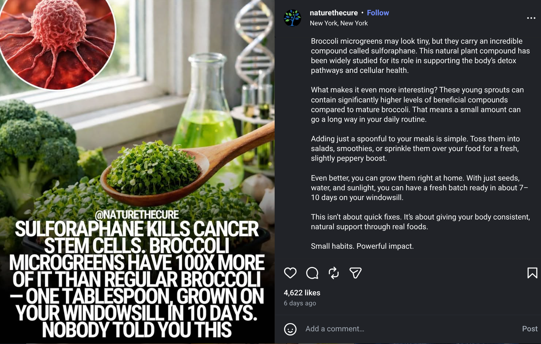 Broccoli Microgreens: Sulforaphane Boost on Your Windowsill