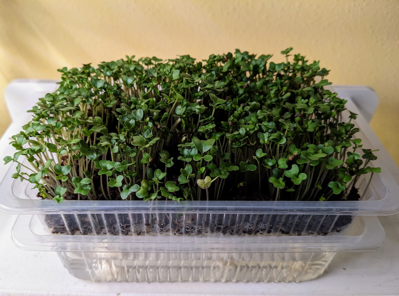 Fresh sprouts in hydroponic glow