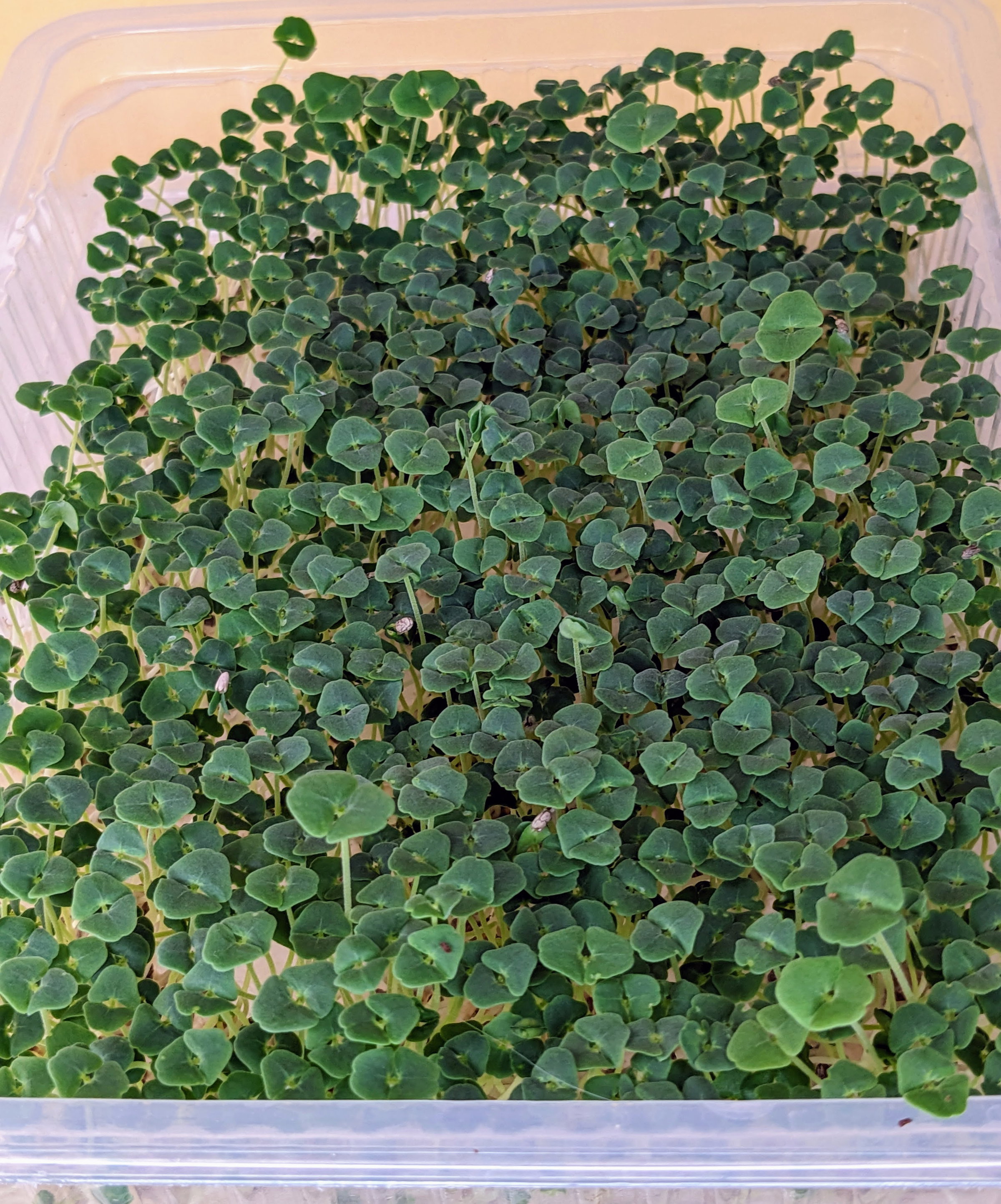 chia hydro 6d
