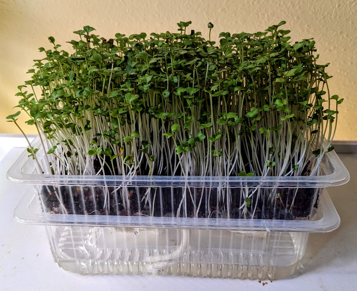Microgreen sprouts arrangement