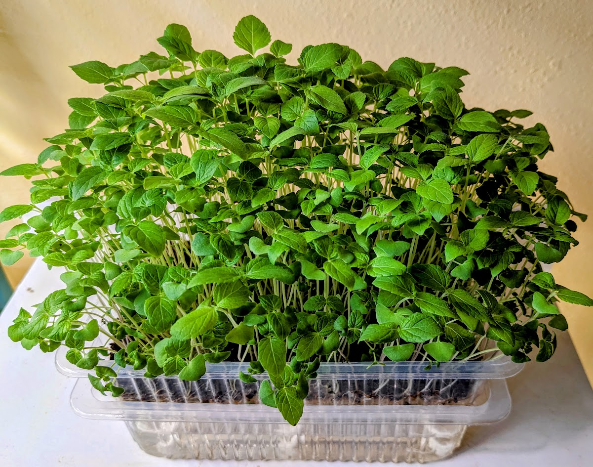 Green Seedlings Tray