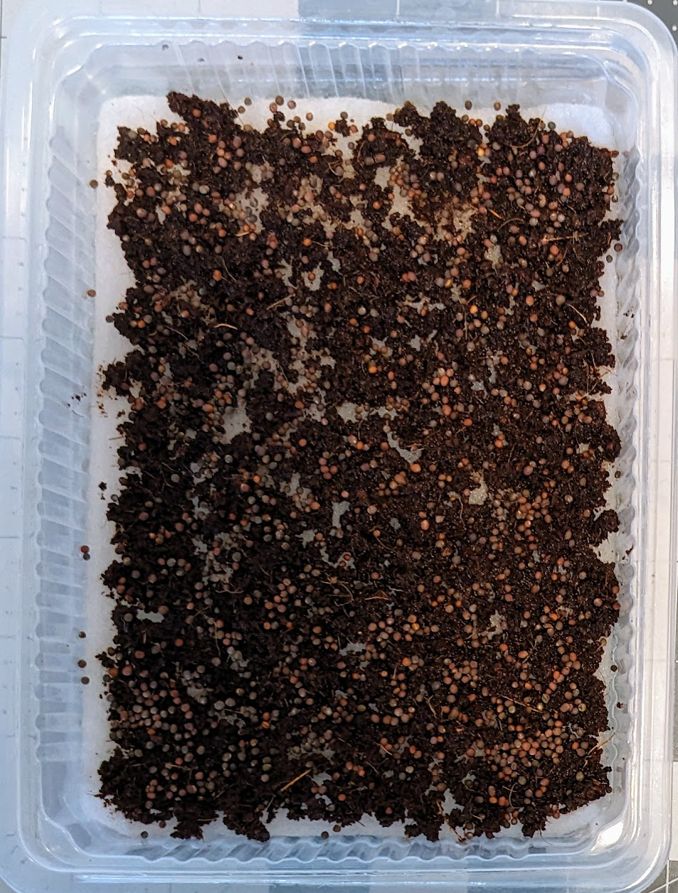 Seeded Microgreens Tray