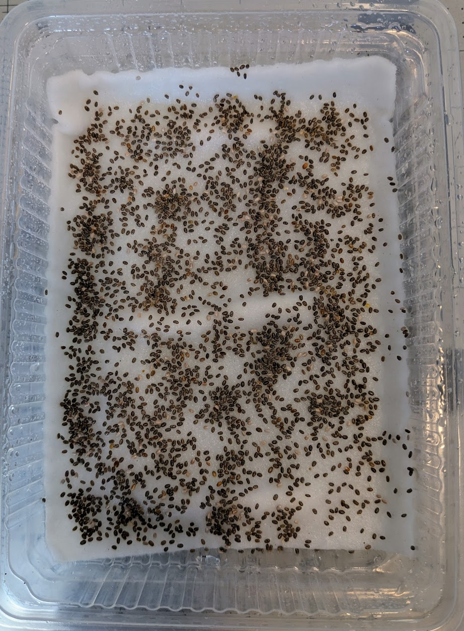 Seeded Substrate\n\n