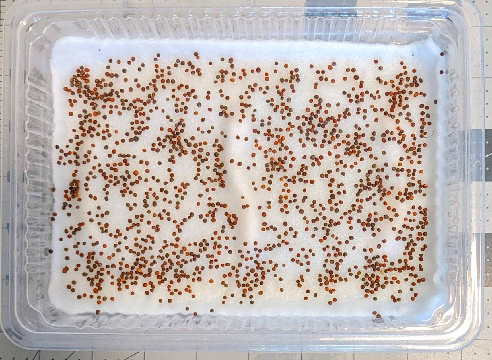 Sprouting Seed Grid